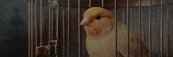 Golden Boy, Hollow Girl